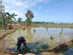 Wujudkan Ketahanan Pangan, Babinsa Koramil 1422-04/Mandai Bantu Petani menanam Padi
