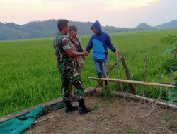 Peran Aktif Babinsa Koramil-07 Kodim 1404/Pinrang Dampingi Petani Pantau Perkembangan Tanaman Padi