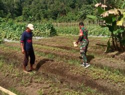 Babinsa 02/kabare Melaksanakan Pendampingan Ketahanan Pangan Kepada Petani sayur kangkung