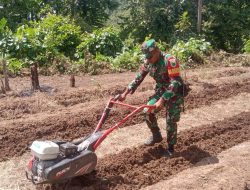Percepatan Masa Tanam, Babinsa Koramil 1805-05/Salio Bantu Petani Membajak Sawah