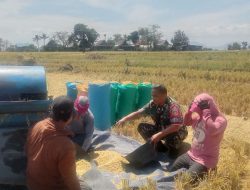 Sejahterakan Petani Babinsa Koramil 1425-01/Binamu Bantu Warga Panen Padi Tahap II