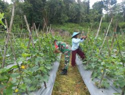 Bantu Rawat Tanaman Holtikultura,Wujud Nyata Pendampingan Babinsa Koramil 0907/03 Tarakan Barat