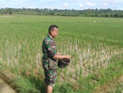 Babinsa Posramil Tadu Raya Bantu petani rawat dan pupuk tanaman Padi