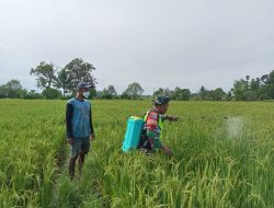 Tanpa kenal Lelah Babinsa Bantu petani semprot Hama pada Tanaman Padi