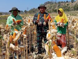 Optimalisasi Hanpangan Di Wilayah, Babinsa Koramil 1425-03 Tamalatea Bantu Warga Panen Jagung