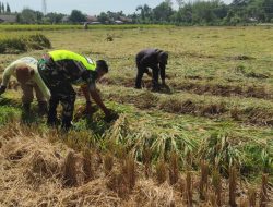 Babinsa Koramil 12/Sakti Bantu Petani Panen Padi di Desa Lameu Raya