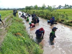 Penuhi Kebutuhan Air petani, Koramil-04 Kodim 1404/Pinrang Bersihkan Saluran irigasi Bersama Warga