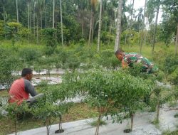 Babinsa Dampingi Petani Cabe untuk Wujudkan Ketahanan Pangan di Pidie