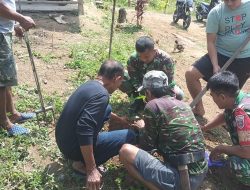 Dukung Penghijauan Di Wilayah Binaan, Anggota Koramil Maiwa Bersama Warga Masyarakat Tanam Pohon Mahoni Dan Nyangka