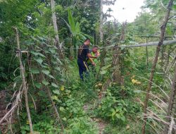 Bantu Rawat Tanaman Kacang Panjang,Babinsa Dampingi Petani di Desa pulo Tengeh