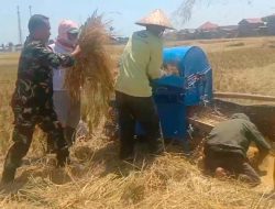Dengan Pakaian Dinas Lengkap, Babinsa Koramil 1425-01 Binamu Bantu Warga Panen Padi