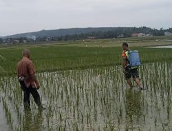 Dukung Ketahanan Pangan Babinsa Bandar Dua Bantu Petani Penyemprotan Pestisida Pada Tanaman Padi