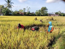 Dukung Program Ketahanan Pangan, Babinsa Pos Ramil 05/Tellulimpoe Kodim 1424/Sinjai Bantu Petani Panen Padi