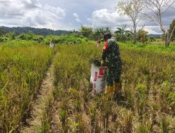 Wujudkan Kesejahteraan Dan Ketahanan Pangan, Babinsa Warmare Bantu Petani Panen Padi