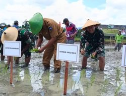 Dandim 1801/Manokwari Dampingi Pangdam XVIII/Kasuari Dalam Kegiatan Tanam Padi Perdana Di Bowi Subur