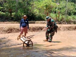 Wujudkan Hanpangan, Babinsa Koramil 04/Sinjai Timur Kodim 1424/Sinjai Bantu Petani Tanam Padi