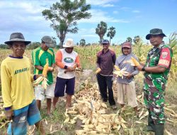 Sukseskan Swasembada Pangan Babinsa Koramil 1425-05/Batang Kodim 1425 Jeneponto Bantu Petani Panen Jagung
