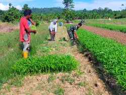 Babinsa Warmare Dampingi dan Berikan Bimbingan Kepada Petani Tentang Pola Tanaman Sayur