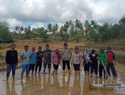Babinsa Posramil Tellu Limpoe Laksanakan Pendampingan Areal Tanam Milik Petani