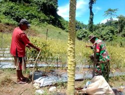 Babinsa Koramil 01/Waisai Melaksanakan Pendampingan Ketahanan Pangan Kepada Petani Tomat