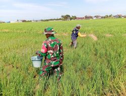 Tingkatkan Ketahanan Pangan, Babinsa Koramil-04 Kodim 1404/Pinrang Bantu Pemupukan Padi Di Lahan Ketahanan Pangan Koramil