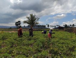 Babinsa Koramil 1425-02/Bangkala Kodim 1425 Jeneponto Bantu Petani Panen Tanaman Cabe