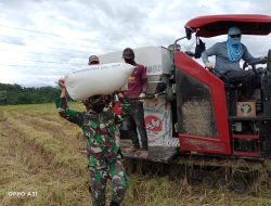 Ringankan Beban Masyarakat,Babinsa Bantu Petani Angkut Gabah di Desa Paloh Teungoh, Pidie