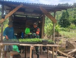 Babinsa Koramil 02/Kabare Melaksanakan Pendampingan Ketahanan Pangan Kepada Petani Sayur labu