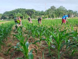 Babinsa Koramil 04/Beutong Dampingi dan Bantu Warga Merawat Tanaman Jagung