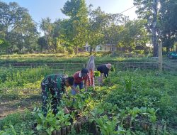 Babinsa Hulo Koramil 19/Kahu Bantu Petani Panen Sayur