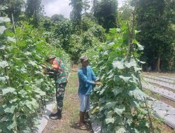 Babinsa Koramil 02/Kabare Melaksanakan Pendampingan Ketahanan Pangan Kepada Petani Sayur labu