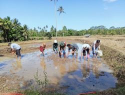 Tingkatkan Produktivitas Hanpangan, Babinsa Koramil 05/Sinjai Selatan Kodim 1424/Sinjai Bantu Petani Tanam Padi