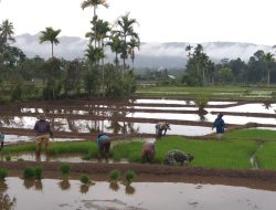 Babinsa Sebagai Mitra Petani: Siap Bantu Atasi Kesulitan Petani di Geumpang