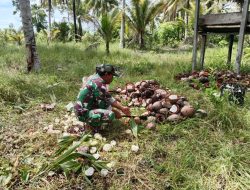 Babinsa Koramil 06/Kofiau Bantu Warga Olah Kelapa Menjadi Kopra