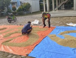 Babinsa Turun Tangan,Bantu Petani Jaga Mutu Padi Pasca Panen dan Kesejahteraan Petani Pidie Jaya