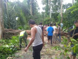 Babinsa Koramil02/Seunagan Timur Bantu Bersihkan Pohon Tumbang