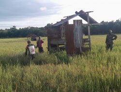 Babinsa koramil 03/Samate Melaksanakan Pendampingan Ketahanan Pangan Kepada Petani Padi
