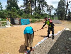 Babinsa bantu Petani Jemur Padi bersama Warga Masyarakat Desa Binaan
