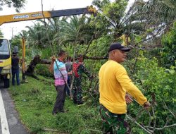 Atasi Kesulitan Masyarakat dengan sigap Babinsa Posramil Kuala Pesisir Bersihkan Pohon Tumbang