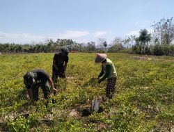 Anggota Satgas TMMD Ke 122 Kodim 1425 Jeneponto Non Fisik Bantu Masyarakat Panen Cabai di Bangkala