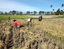 Babinsa Posramil Kuala Pesisir Bantu Petani Panen Padi di Desa Binaan