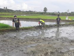 Sinergitas TNI dan Petani: Babinsa Terjun Langsung Bantu Petani Dorong Swasembada Pangan di Pidie