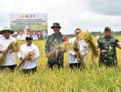 Letjen TNI (Purn) Ida Bagus Didampingi Dandim Merauke Panen dan Tanam Padi Bersama di Kab. Merauke