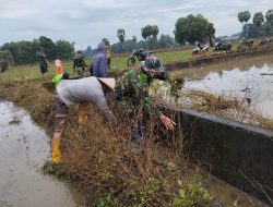 Masih Dalam Peringatan HUT TNI Ke 79, Koramil 11/Barebbo Gelar Karbak Pembersihan Saluran Irigasi 