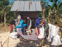 Babinsa Koramil 04/Tellusiatinge Dampingi Petani Desa Patanga Rontokan Jagung