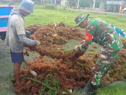 Babinsa Koramil 1407-03/Cenrana Lakukan Pendampingan Terhadap Petani Rumput Laut