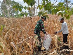 Babinsa Koramil 21 Palakka Bantu warga Panen Jagung Di Wilayah Binaan Desa Tanah Tenggah