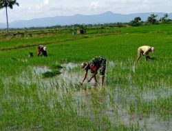 Tingkatkan Ketahanan Pangan, Babinsa Koramil 1407-19/Kahu Bantu Petani Tanam Padi