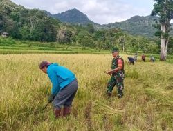 Peran Babinsa Koramil 1407-20/Bontocani Dalam Membantu Petani Panen Padi