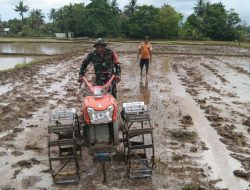 Wujud Dukungan, Babinsa Koramil 1407-17/Salomekko Membantu Warga Menggarap Sawah